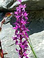Orchidaceae - Orchis mascula_1
